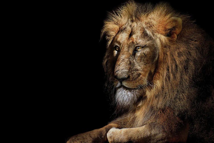 Lion Isolated Portrait