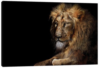 Lion Isolated Portrait Canvas Art Print - Adrian Vieriu