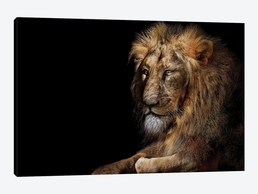 Lion Isolated Portrait by Adrian Vieriu 1-piece Art Print