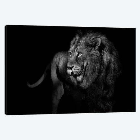 Lion Turning and Staring Black & White Canvas Print #AVU50} by Adrian Vieriu Canvas Wall Art