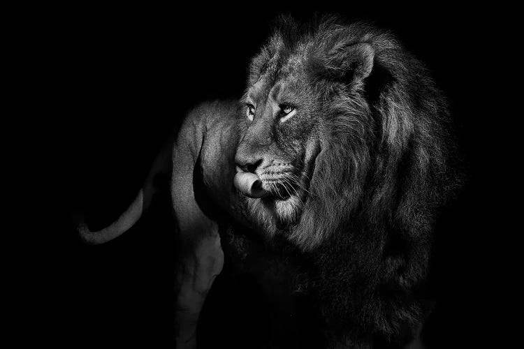 Lion Turning and Staring Black & White