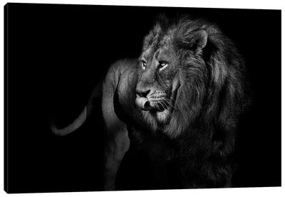 Lion Turning and Staring Black & White Canvas Art Print - Adrian Vieriu