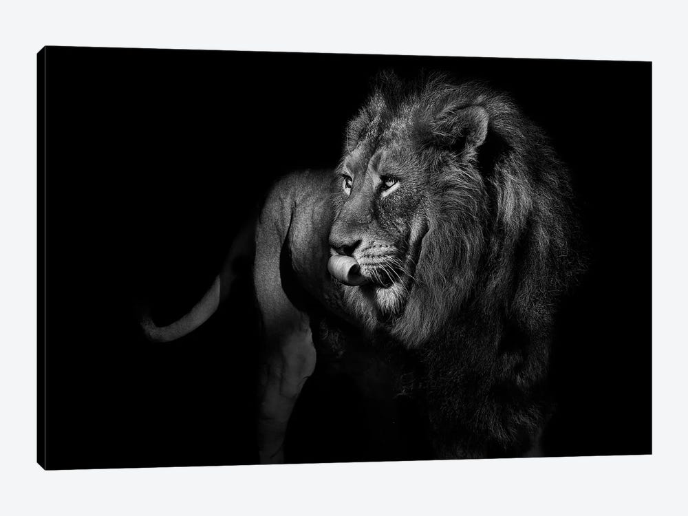 Lion Turning and Staring Black & White by Adrian Vieriu 1-piece Canvas Art