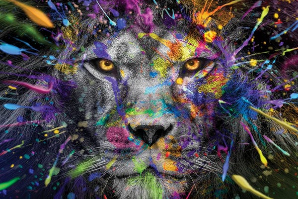 Lions: Lion Close Up Stare Full Colors by Adrian Vieriu