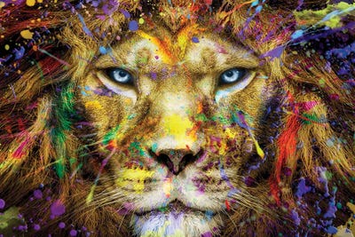 Lion Intense Stare Full Colors by Adrian Vieriu framed canvas print