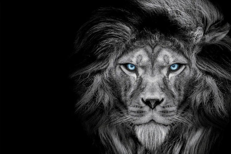 Lion Cold Stare Black White