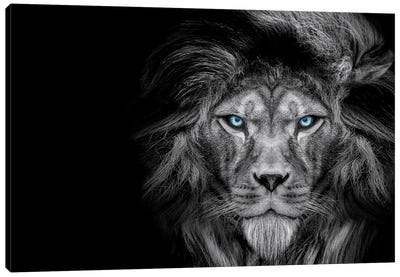 Lion Cold Stare Black White Canvas Art Print - Adrian Vieriu