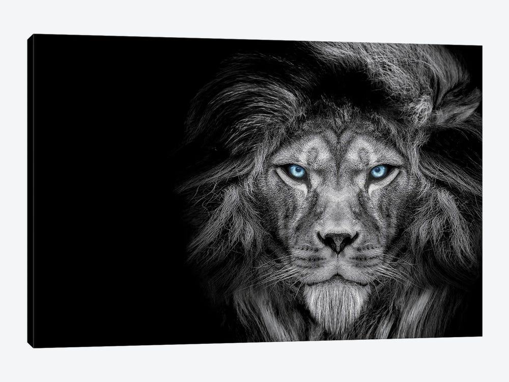 Lion Cold Stare Black White by Adrian Vieriu 1-piece Canvas Print