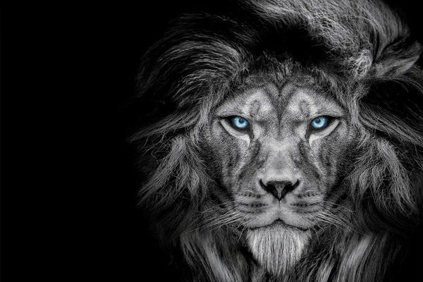 Lions: Lion Cold Stare Black White by Adrian Vieriu