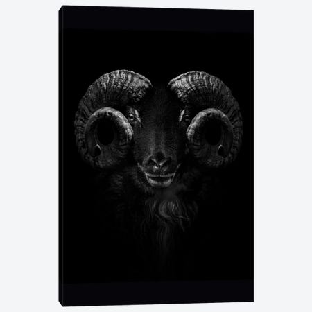 Ram, Close Up Of Head And Horns Canvas Print #AVU5} by Adrian Vieriu Canvas Art Print