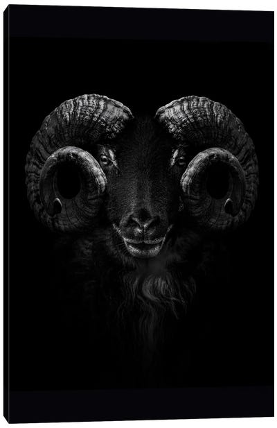 Ram, Close Up Of Head And Horns Canvas Art Print - Rams