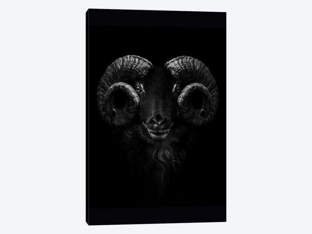 Ram, Close Up Of Head And Horns by Adrian Vieriu 1-piece Canvas Artwork