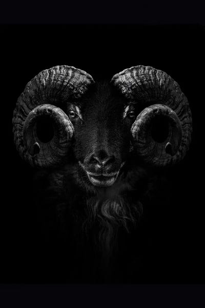 Rams: Ram, Close Up Of Head And Horns by Adrian Vieriu