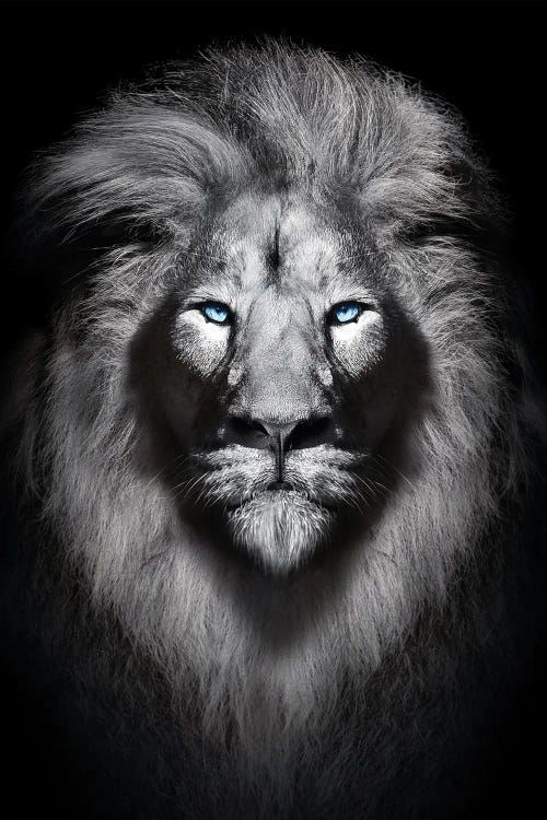 White Lion With Blue Eyes Portrait