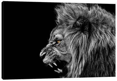 Roaring Lion Black White Canvas Art Print - Black & White Photography