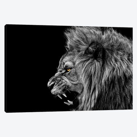 Roaring Lion Black White Canvas Print #AVU77} by Adrian Vieriu Canvas Print