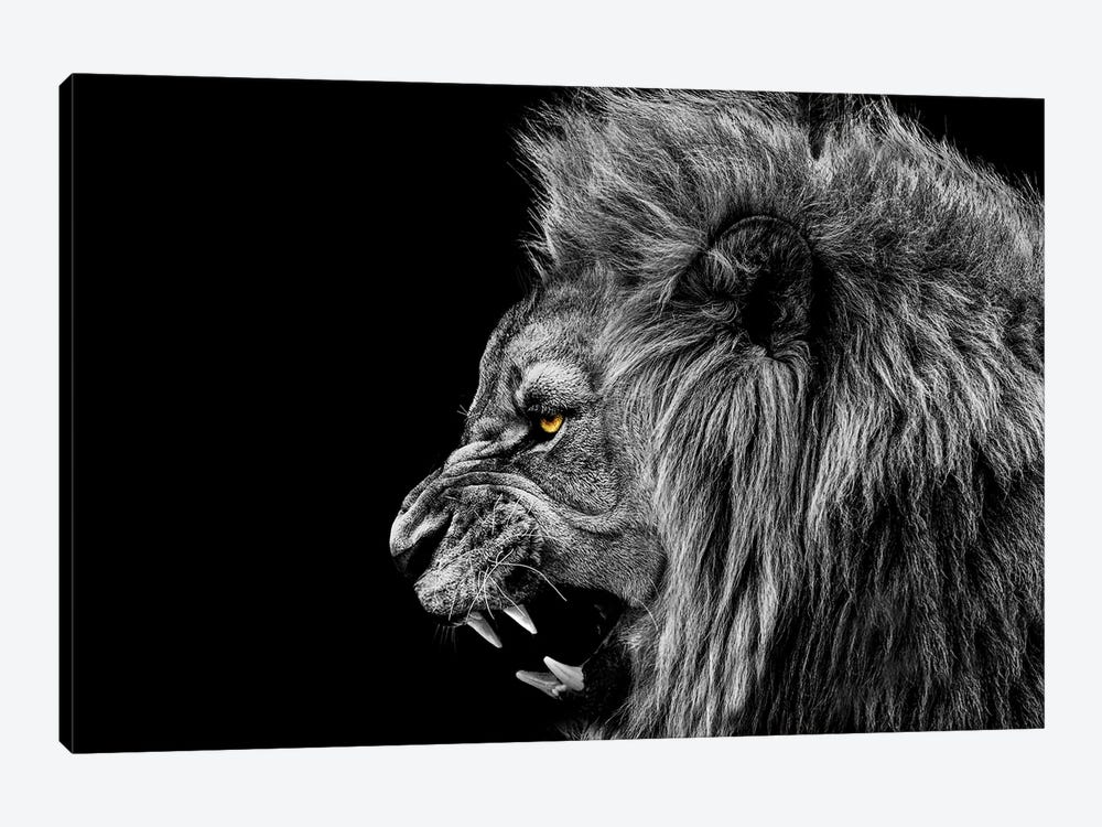 Roaring Lion Black White by Adrian Vieriu 1-piece Canvas Art Print