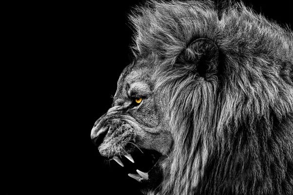 Office: Roaring Lion Black White by Adrian Vieriu