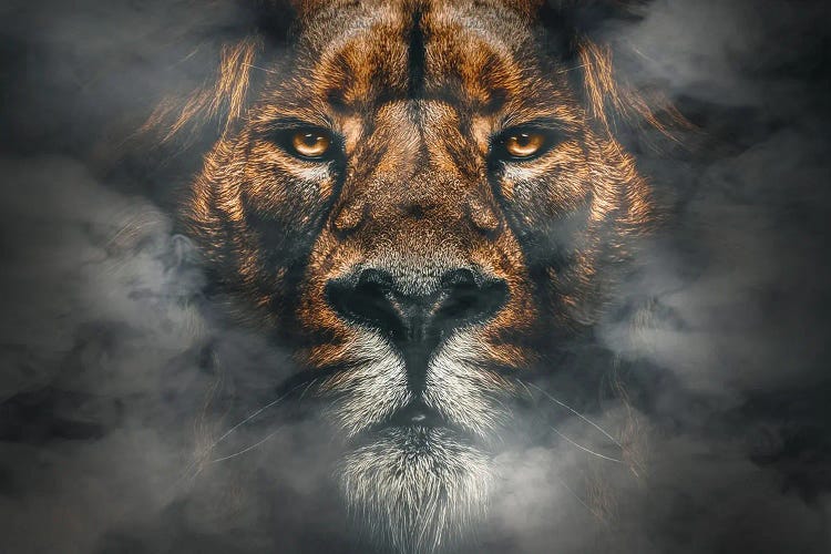 African Male Lion In Smoke