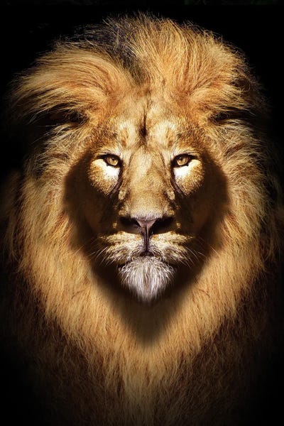 Lions: Lion Head Portrait by Adrian Vieriu