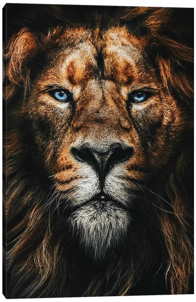 African Male Lion Face , Blue Eyes Canvas Art Print - Adrian Vieriu
