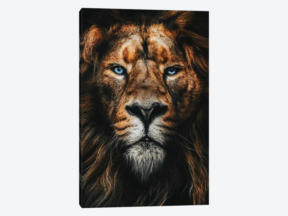African Male Lion Face , Blue Eyes by Adrian Vieriu 1-piece Canvas Print