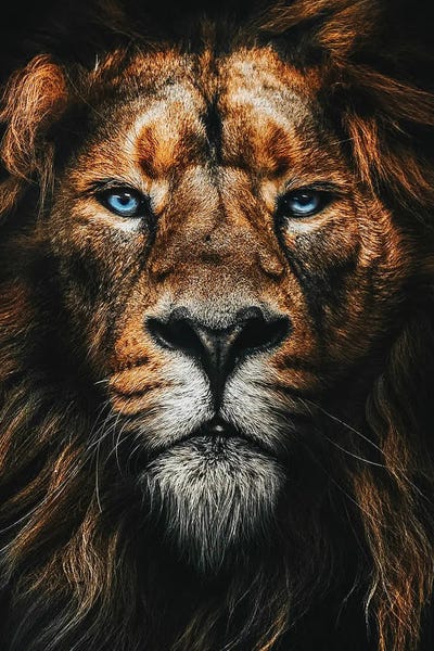 Lions: African Male Lion Face , Blue Eyes by Adrian Vieriu