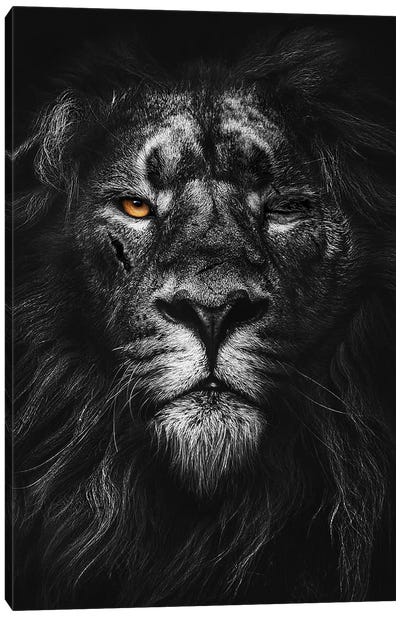 Warrior Lion Black And White Canvas Art Print - Black & White Photography