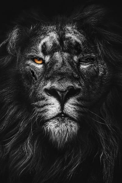 Office: Warrior Lion Black And White by Adrian Vieriu