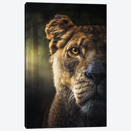 Lion Face In The Morning In The Forest Canvas Print #AVU90} by Adrian Vieriu Canvas Wall Art