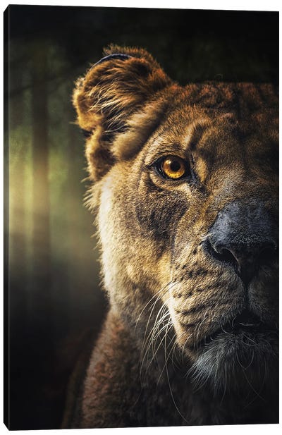 Lion Face In The Morning In The Forest Canvas Art Print - Adrian Vieriu