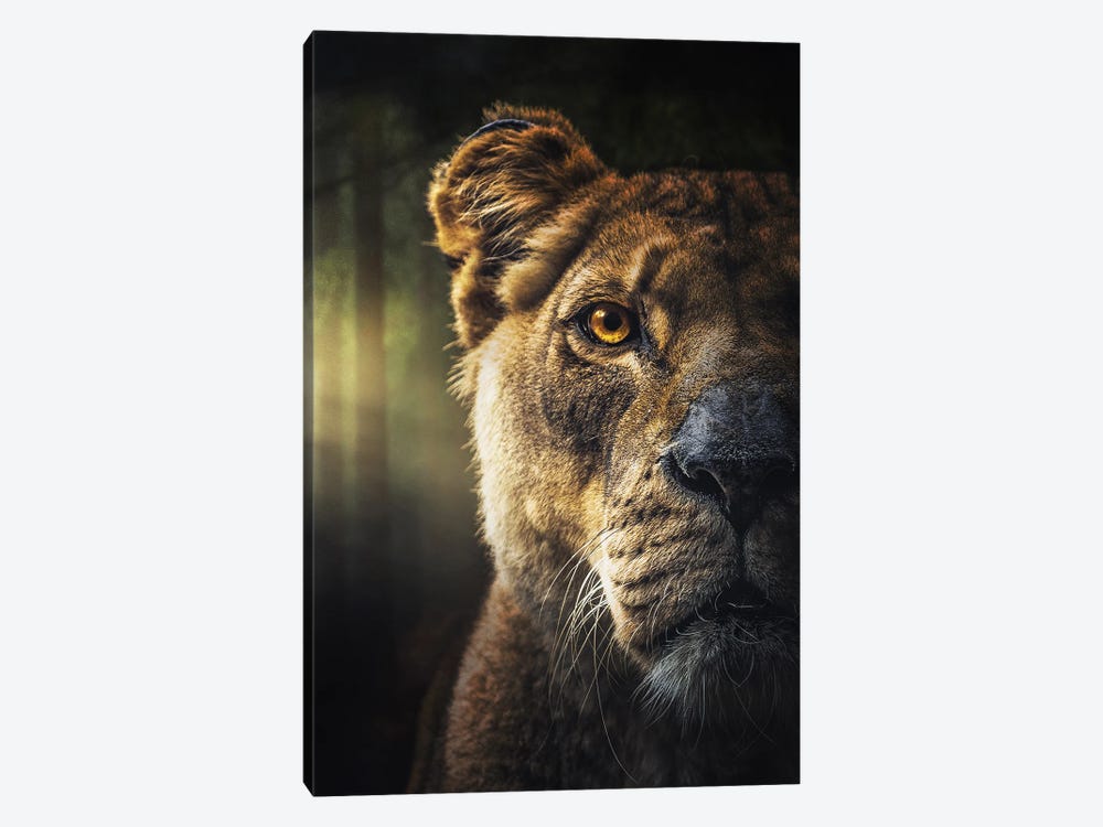 Lion Face In The Morning In The Forest by Adrian Vieriu 1-piece Canvas Wall Art