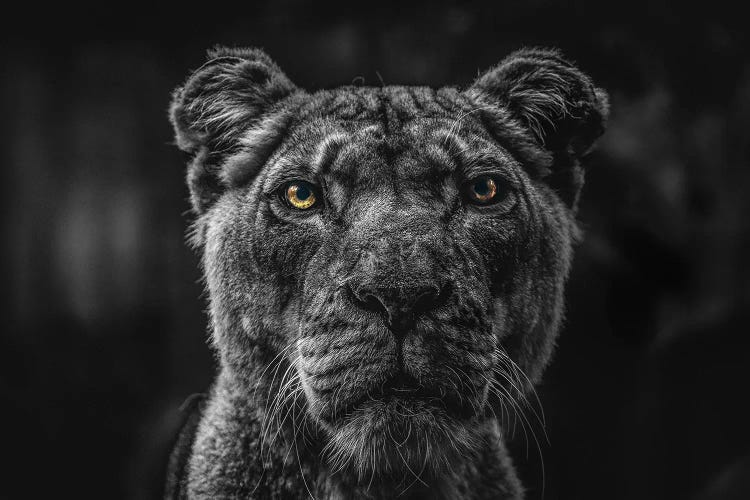 Lion Face, Head Black And White