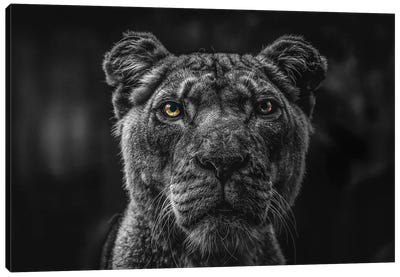 Lion Face, Head Black And White Canvas Art Print - Adrian Vieriu