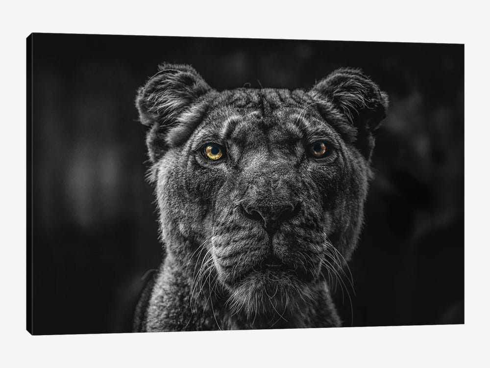 Lion Face, Head Black And White by Adrian Vieriu 1-piece Canvas Art
