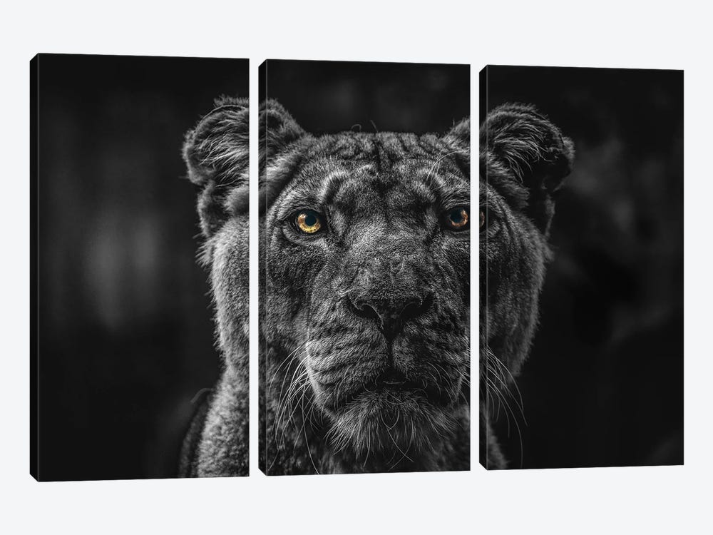 Lion Face, Head Black And White by Adrian Vieriu 3-piece Canvas Art
