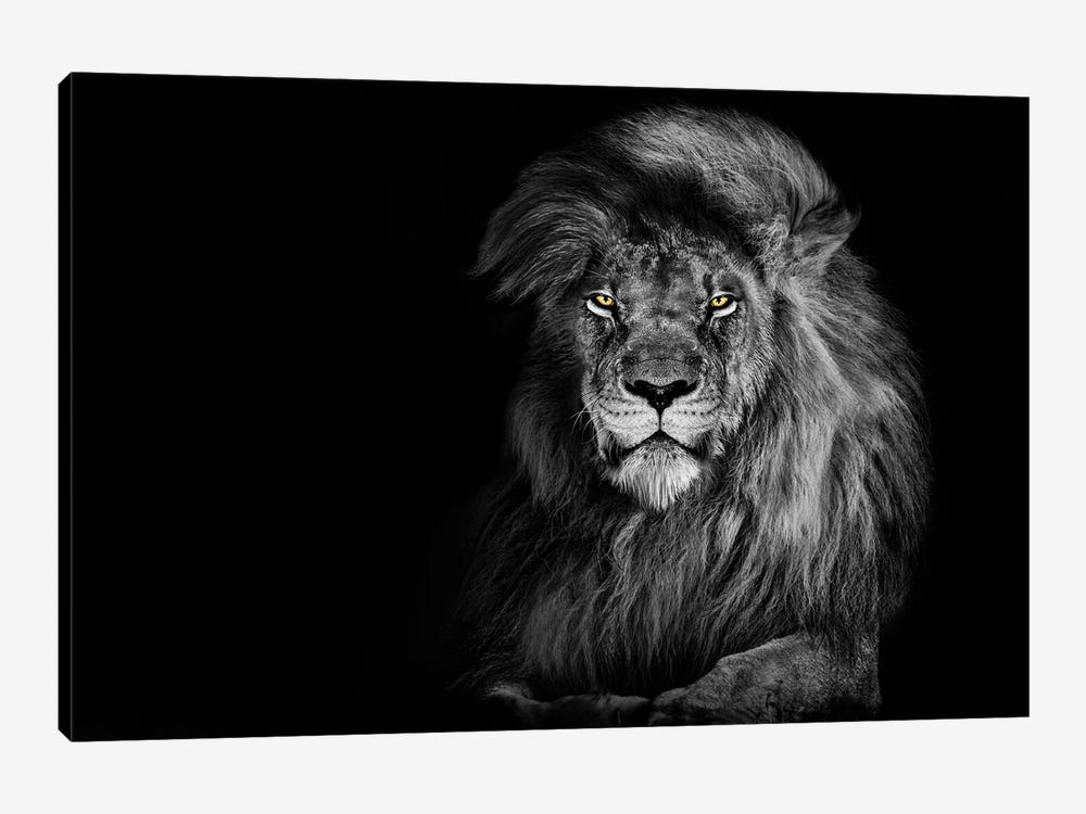 Lion Staring Straight Ahead Black And White by Adrian Vieriu 1-piece Art Print