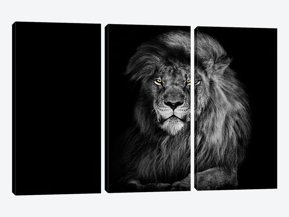 Lion Staring Straight Ahead Black And White by Adrian Vieriu 3-piece Canvas Art Print