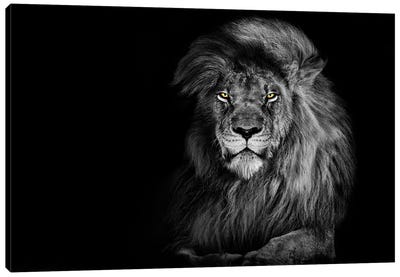 Lion Staring Straight Ahead Black And White Canvas Art Print