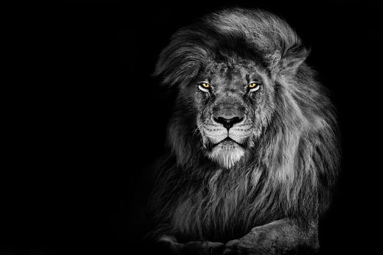 Lion Staring Straight Ahead Black And White