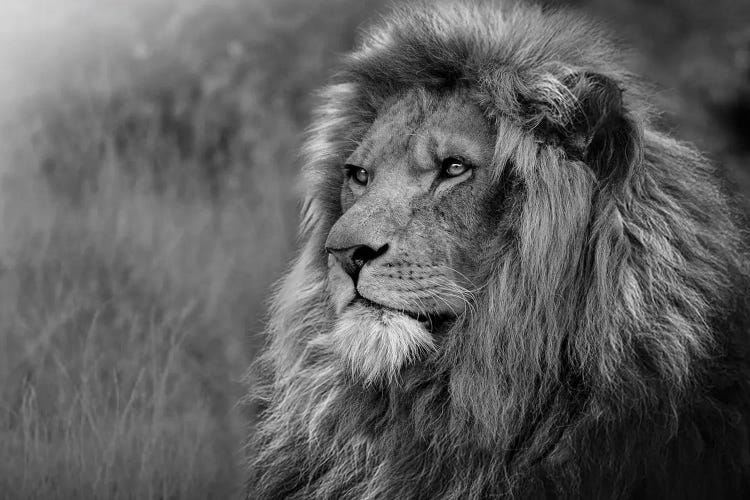 Lion Staring Off In Nature Black And White