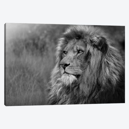 Lion Staring Off In Nature Black And White Canvas Print #AVU96} by Adrian Vieriu Canvas Print