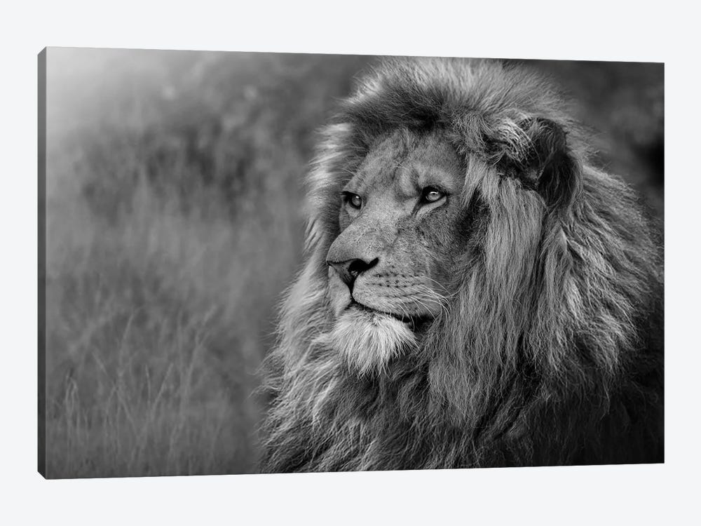 Lion Staring Off In Nature Black And White by Adrian Vieriu 1-piece Canvas Wall Art