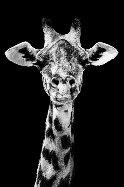 Giraffe Staring Straight Ahead Black And White