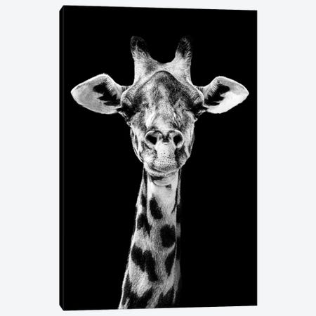 Giraffe Staring Straight Ahead Black And White Canvas Print #AVU97} by Adrian Vieriu Canvas Print