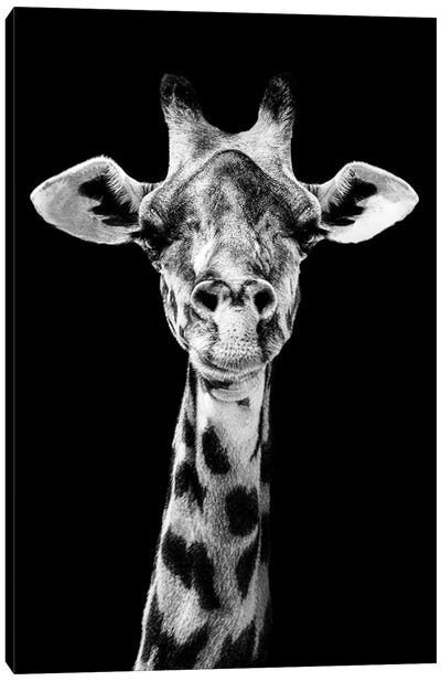 Giraffe Staring Straight Ahead Black And White Canvas Art Print - Adrian Vieriu