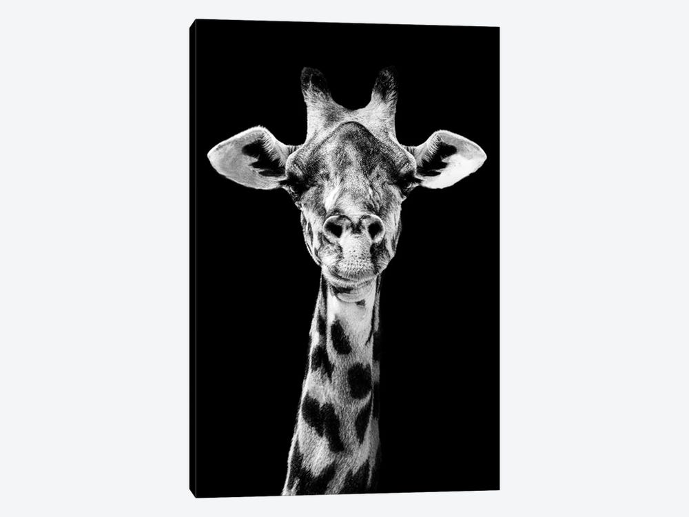 Giraffe Staring Straight Ahead Black And White by Adrian Vieriu 1-piece Canvas Art Print