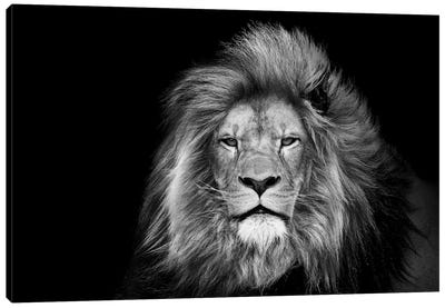 Lion Face Isolated Head Animal Canvas Art Print - Adrian Vieriu