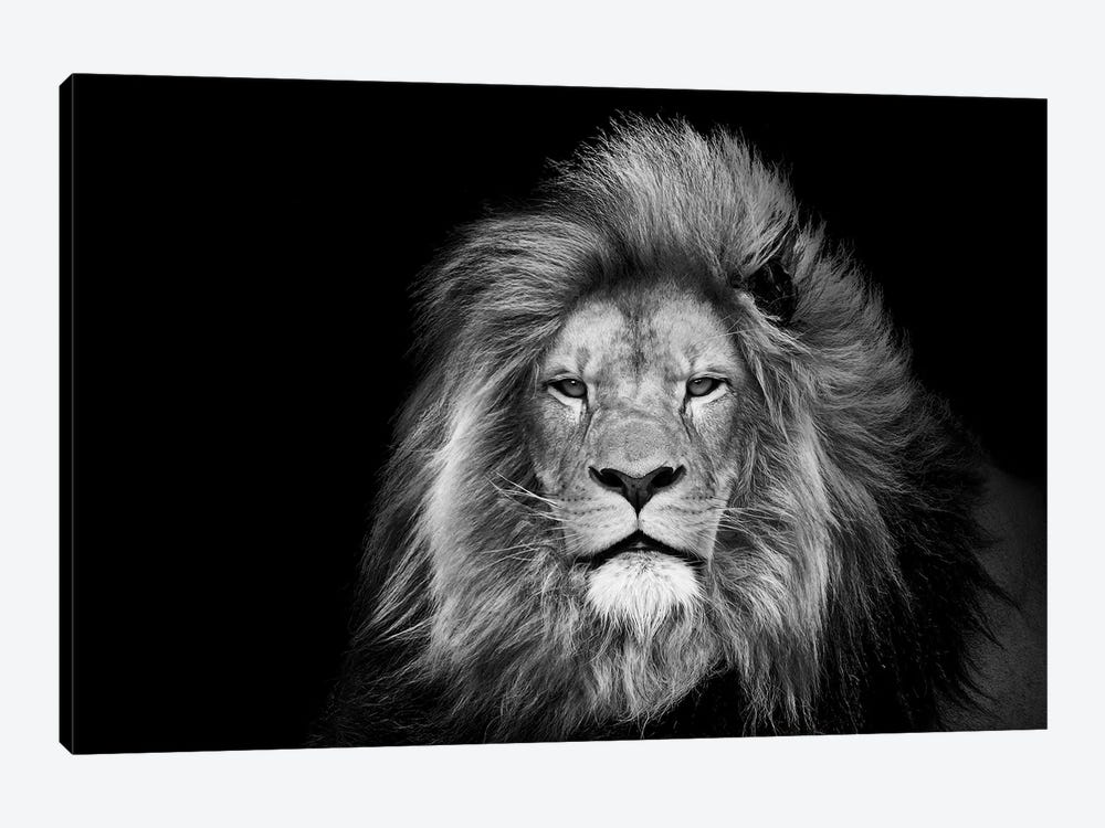 Lion Face Isolated Head Animal by Adrian Vieriu 1-piece Canvas Artwork