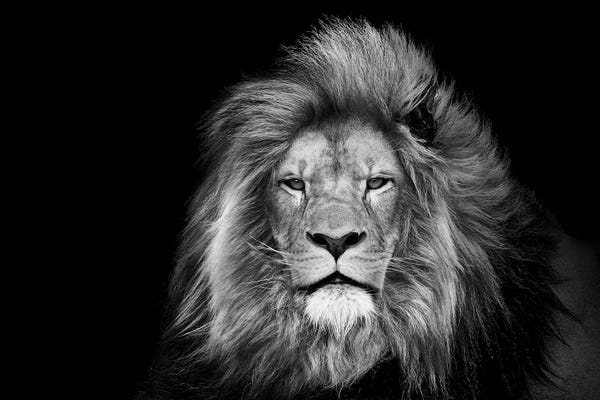 Lions: Lion Face Isolated Head Animal by Adrian Vieriu